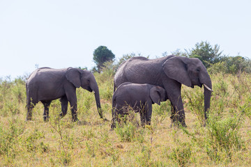 Elephants with a calf at the savannah Afrkanska