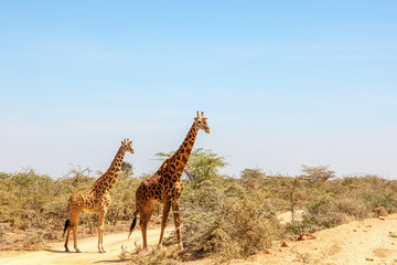 Obraz premium Giraffes standing among the bushes on the African savannah