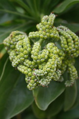 Plante de la R&eacute;union 2