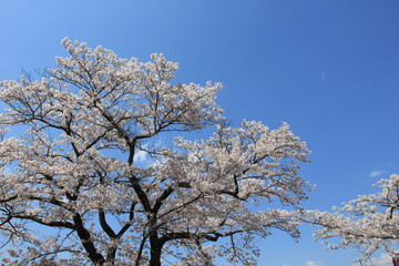 Fototapeta premium 春の風景/満開の桜と青空