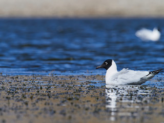 wildlife photo of an Andean Gull - Chroicocephalus serranus - swimming in a lake in the high mountain range of Peru