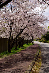 Fototapeta premium japan sakura :桜並木の坂道