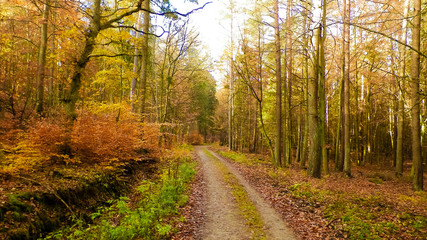 Autumn forest landscape, Poland.