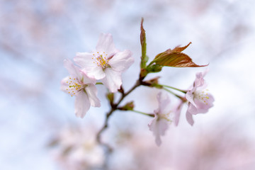 桜