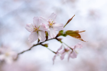 桜