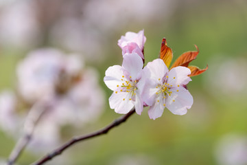 桜