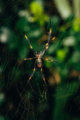 Big Spider On Web Waiting For Prey with blurred green leaves on the background. Close up shot with selective focus