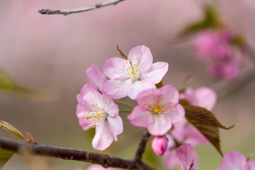 桜