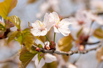 桜