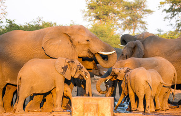 Elephants drinking in evening light, Kruger Park
