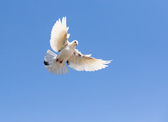 white feather pigeon flying against clear blue sky