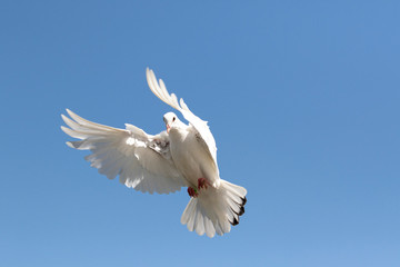 white feather pigeon flying against clear blue sky