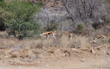 Springböcke im Naturreservat im Augrabies Falls National Park Südafrika
