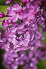 spring lilac