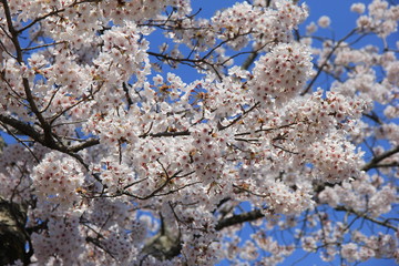 春の風景/満開の桜と青空
