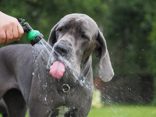 A man's hand holds a hose with a nozzle of a water sprayer and gives the dog a drink in the garden. Beautiful and happy dog drinking from a water gun and flying splashes of water in nature close-up.