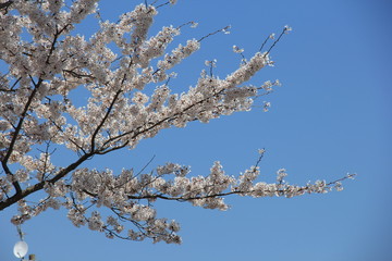 春の風景/満開の桜と青空