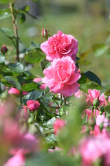 Obraz premium 薔薇の花