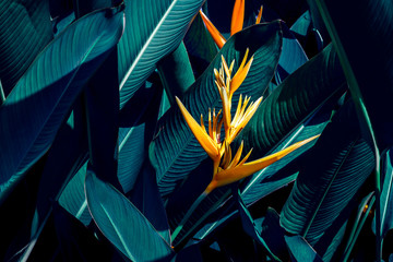 Dark green leaf in tropical jungle nature background © zhokaen