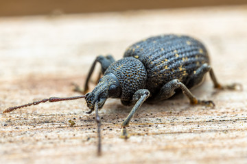 Rüsselkäfer (Curculionidae)