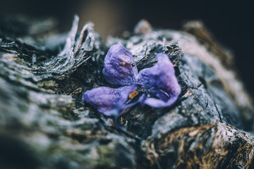 lilac flower on a tree trunk