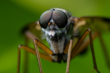 Schnepfenfliegen (Rhagionidae)