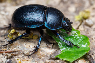 Gemeine Mistkäfer oder Rosskäfer (Geotrupes stercorarius) 