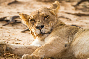 Head portrait of lioness in the Kalahari, Kgalagadi Park