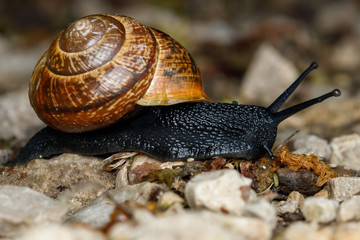 Gefleckte Schnirkelschnecke (Arianta arbustorum)