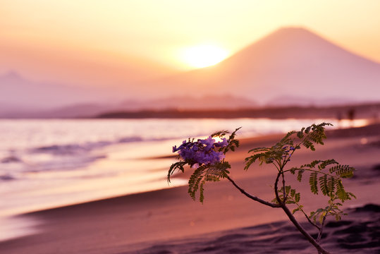 世界三大花木images Browse 11 Stock Photos Vectors And Video Adobe Stock