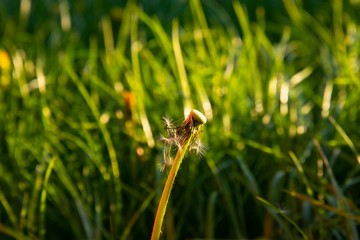 dandelion close-up in the sunset. The concept of lightness