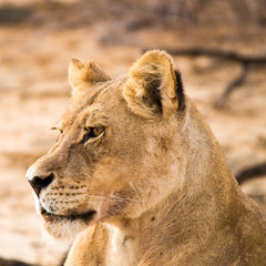 Fototapeta na wymiar Head portrait of lioness in the Kalahari, Kgalagadi Park