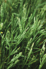 green grass grows in the garden