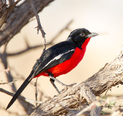 Crimson-breasted Shrike,  Kalahari