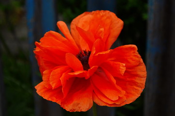 Large lush flowers of orange poppy on a background of green tall grass