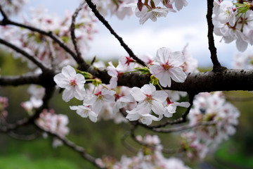 桜の花、cherry blossom