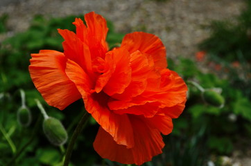 Large lush flowers of orange poppy on a background of green tall grass