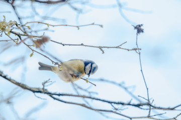 Mésange bleue 