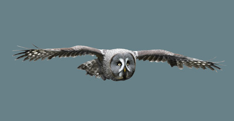 Owl bird flight.