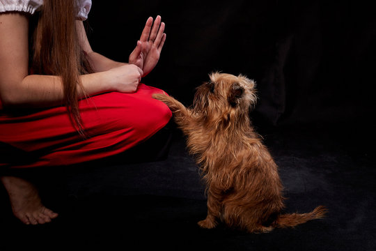 Shaggy Belgian Griffon during training. Hand of girl training Brussels Griffon dog on Black Background in studio
