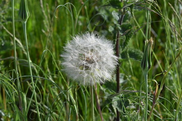 L&ouml;wenzahnbl&uuml;te