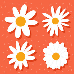 Daisy flower vector simple set isolated on background.