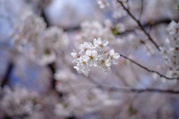 桜、サクラ、sakura