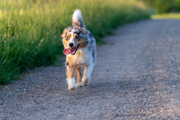 Dog australian shepherd blue merle running on grey path infront of green corn