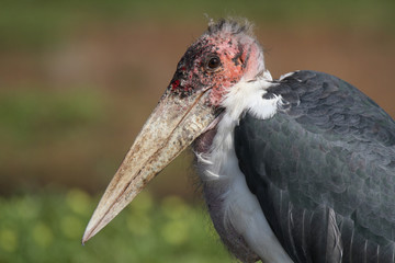 Portrait of Marabou Stork
