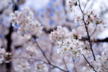 桜、サクラ、sakura