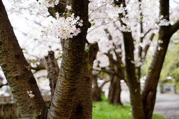 桜並木　桜、サクラ、sakura