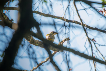 Fototapeta premium Pic vert