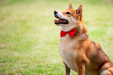 Brown Shiba inu dog with red bow tie sitting in green field with copy space
