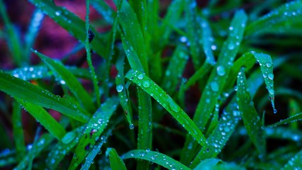 Close up beautiful freshness green grass lawn with droplet of water after the rain on natural  background.